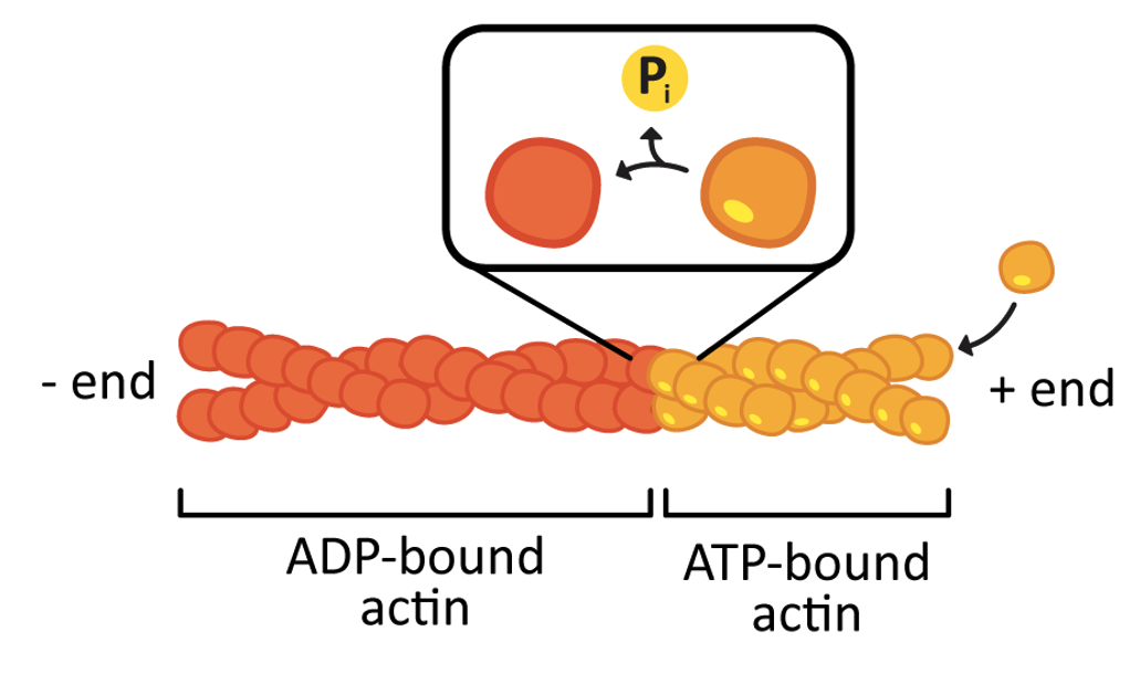 process of dynamic instability in actin