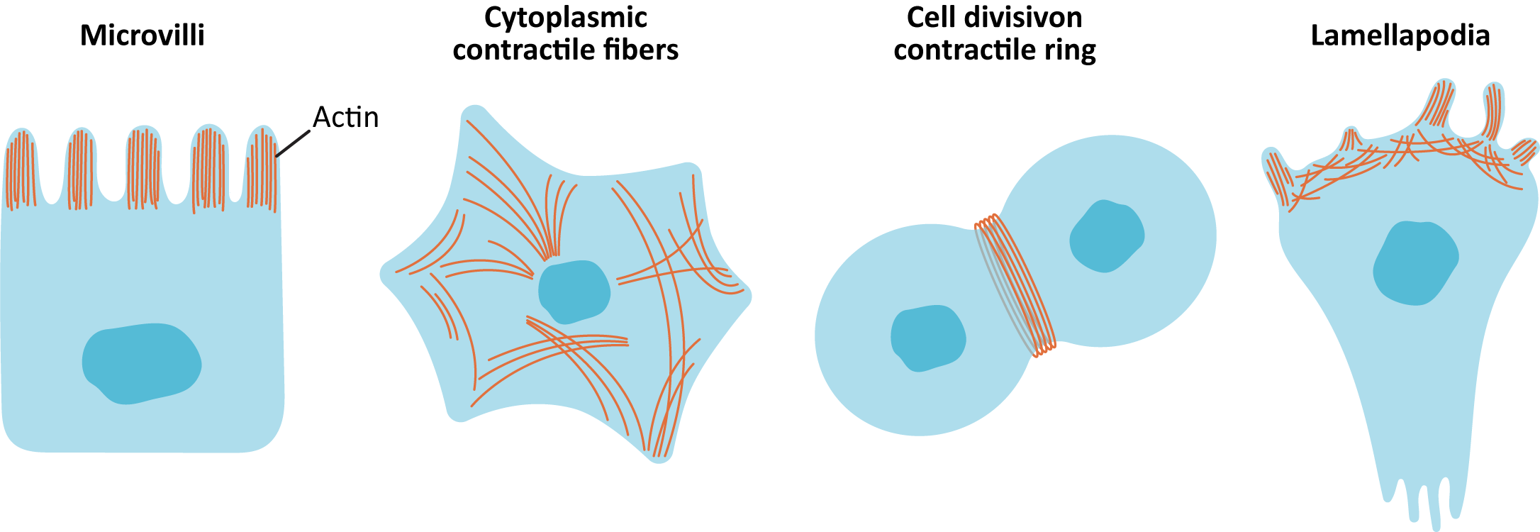 Examples of cell structure with actin filaments