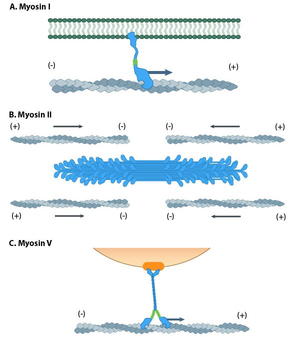 Different functions of the myosin family (Myosin I, Myosin II, Myosin V)