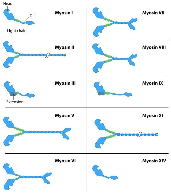 sub-families of myosin proteins