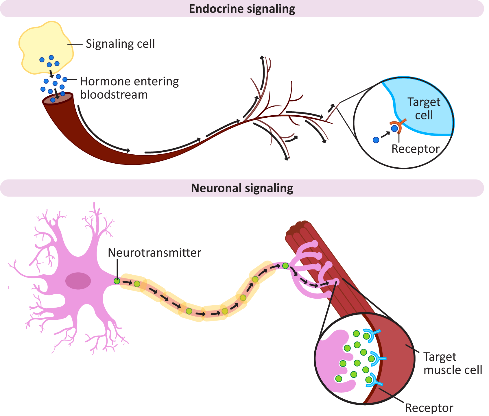 Examples of long distance signaling: neuronal and endocrine