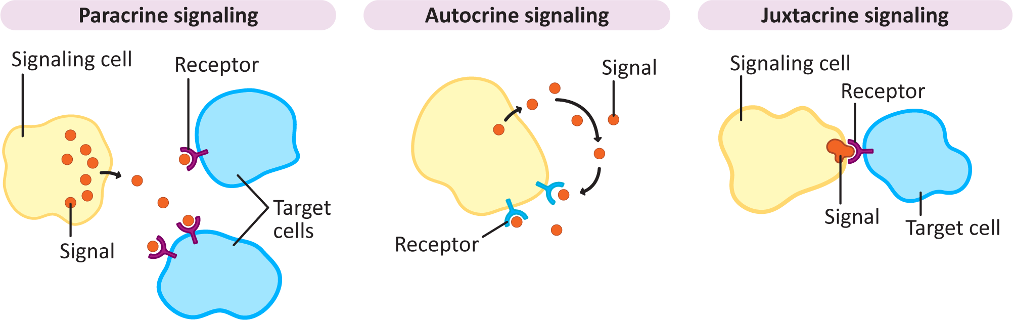 Paracrine, autocrine and juxtacrine signaling schematic
