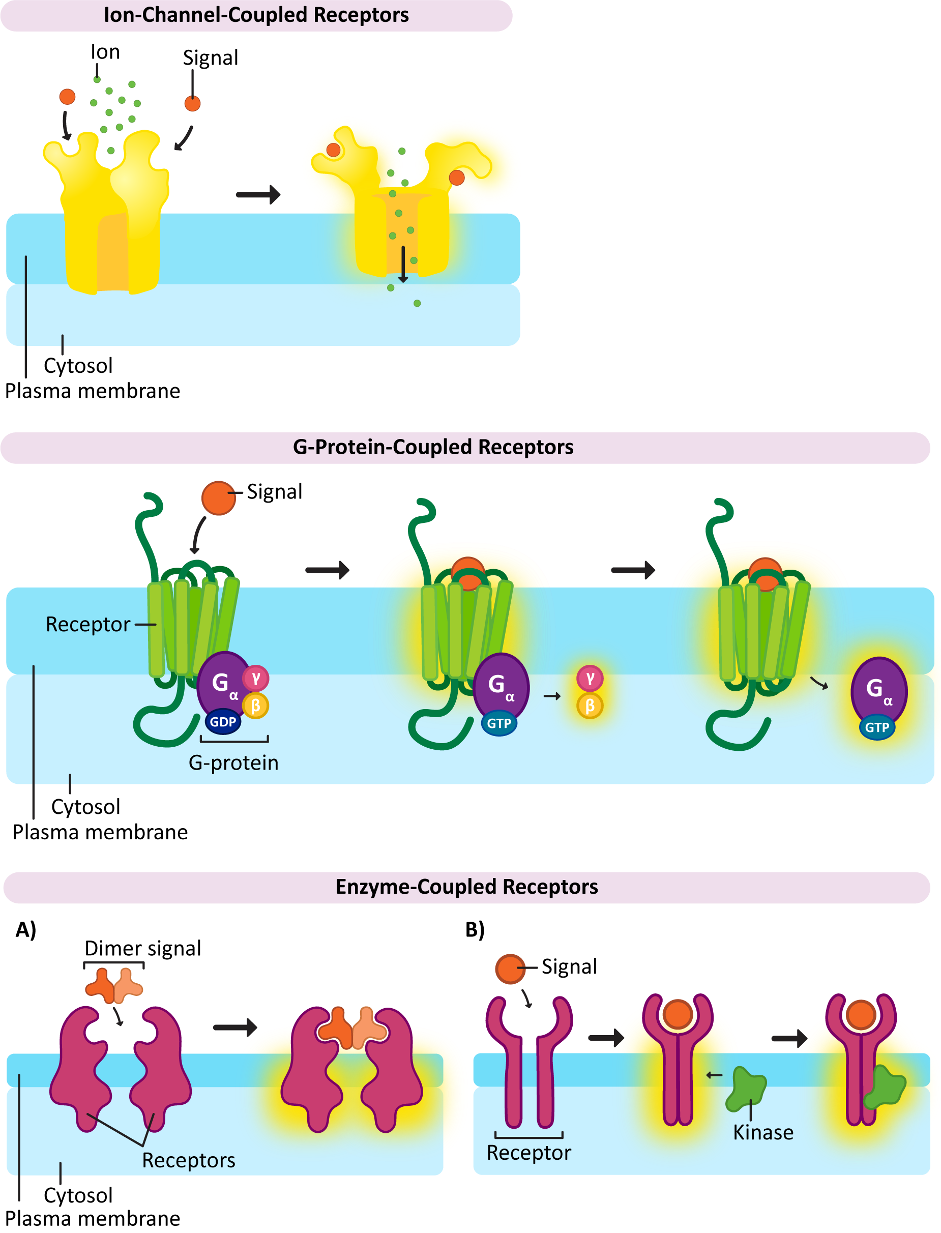 Examples of common signaling receptors