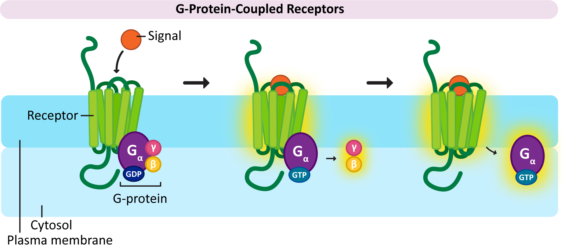 Activation of a G-protein coupled receptor.