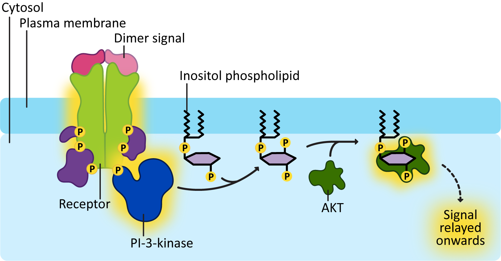 Mechanism for PI-3-kinase activation
