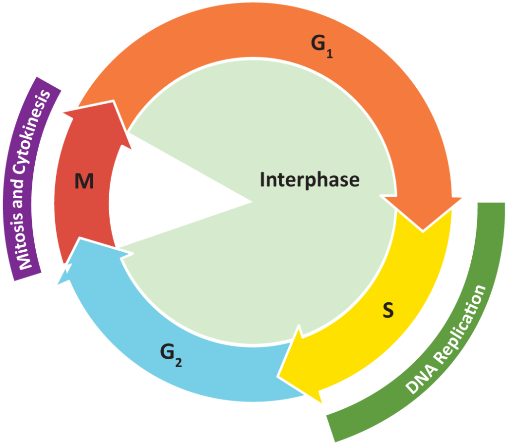 The Cell Cycle and Mitosis โ Fundamentals of Cell Biology Biology Diagrams