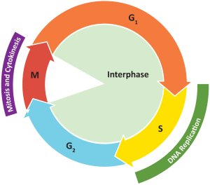 The Cell Cycle and Mitosis – Fundamentals of Cell Biology