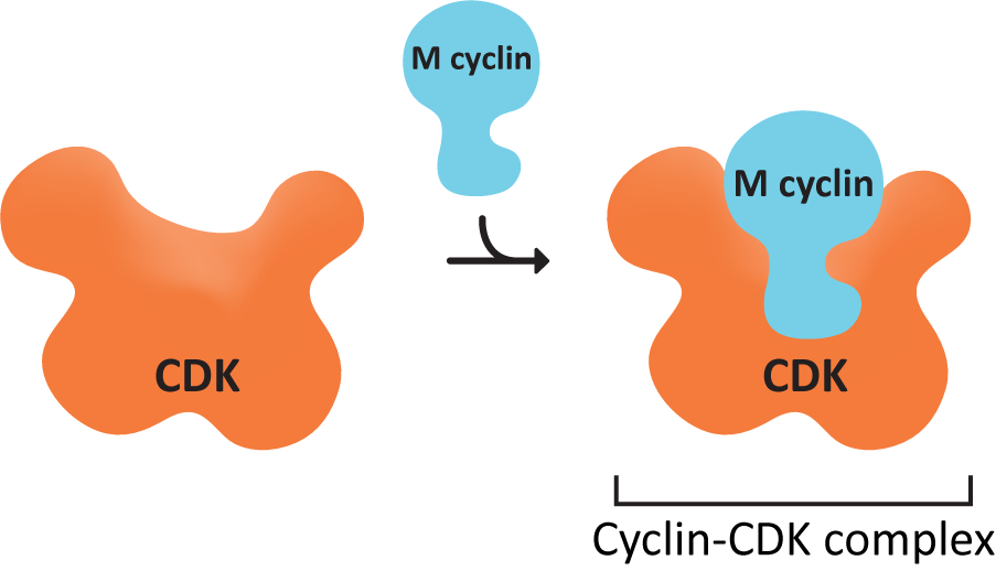 Binding of cyclin with its cyclin dependent kinase