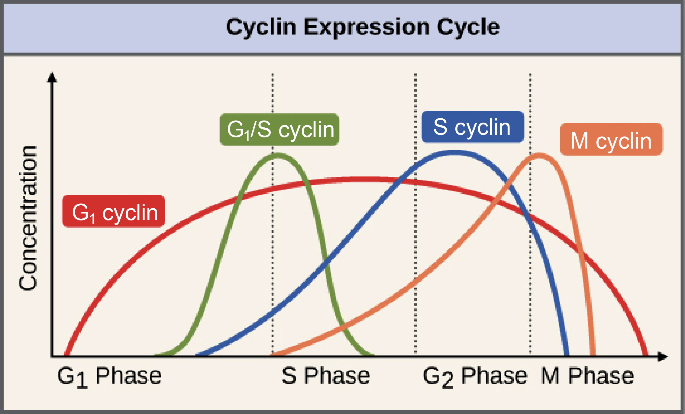 A graph of concentrations of different cyclins during the cell cycle