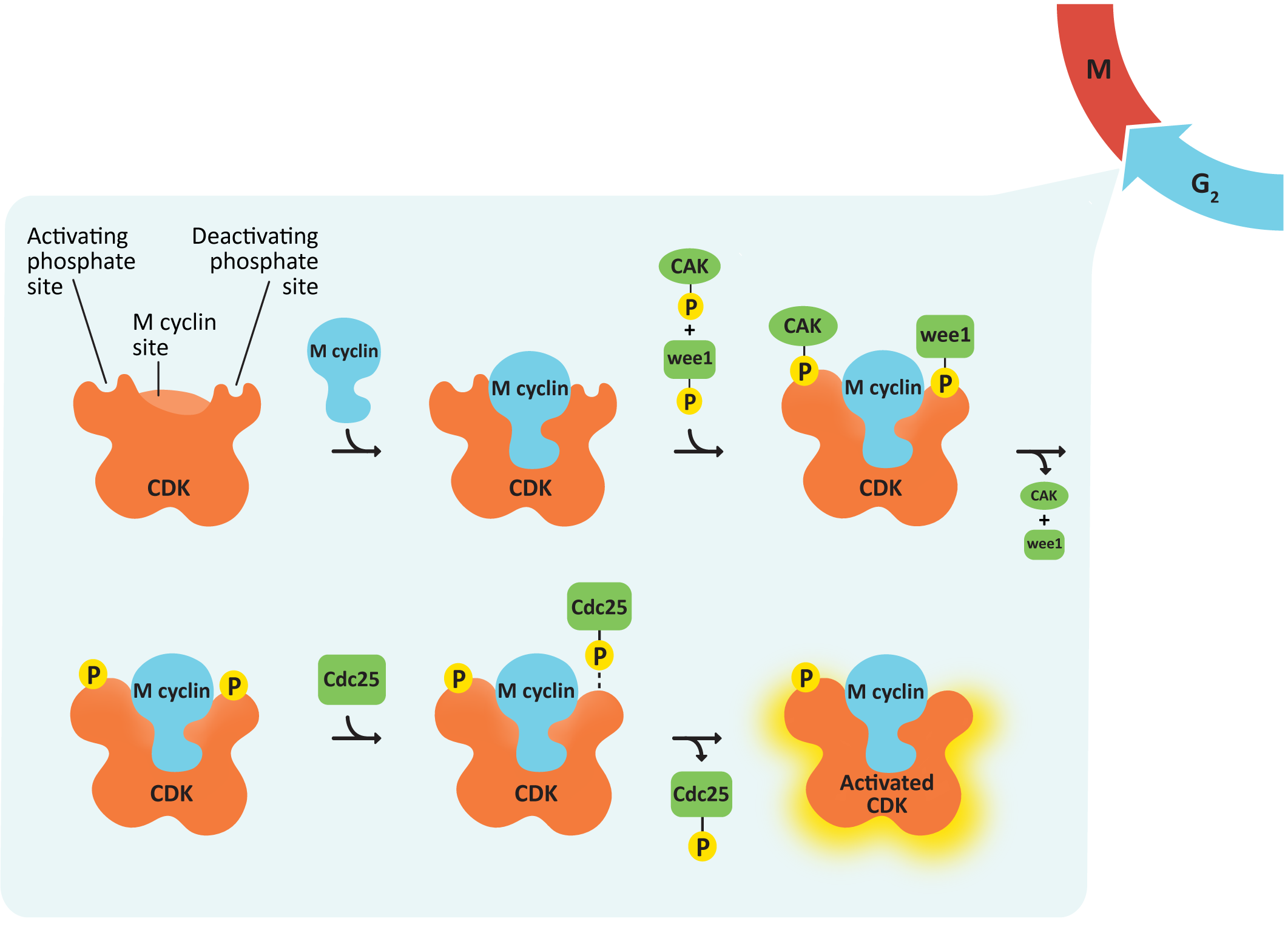 mechanism of Cyclin/CDK complex activation