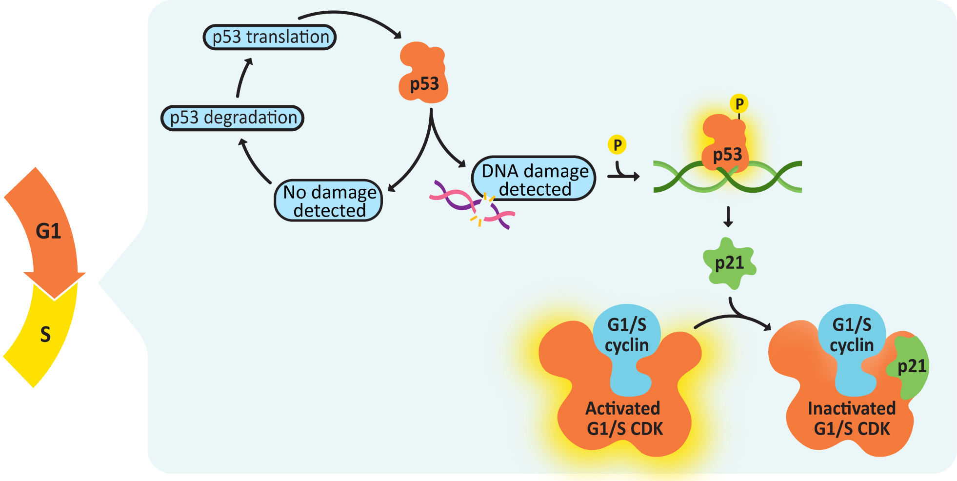 Mechanism of p53 inhibition of G1/S checkpoint