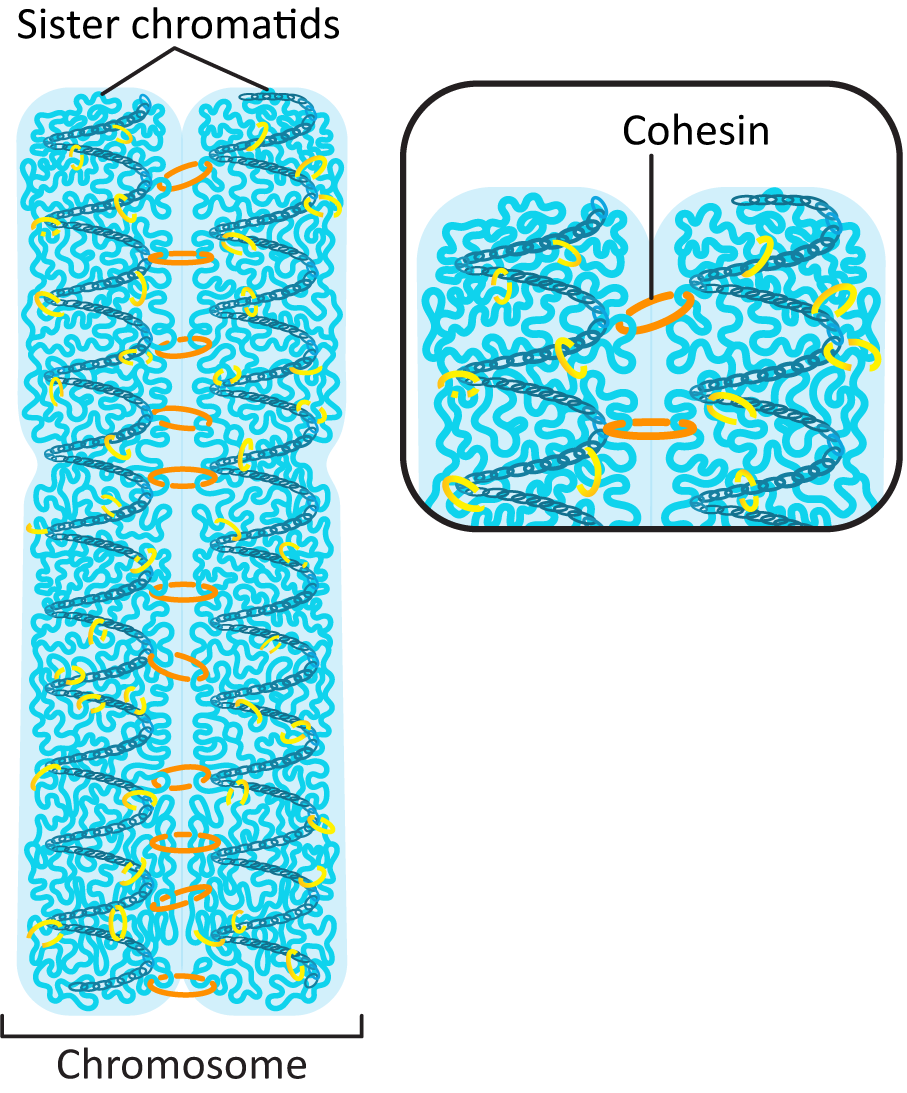 Location of cohesin on sister chromatids