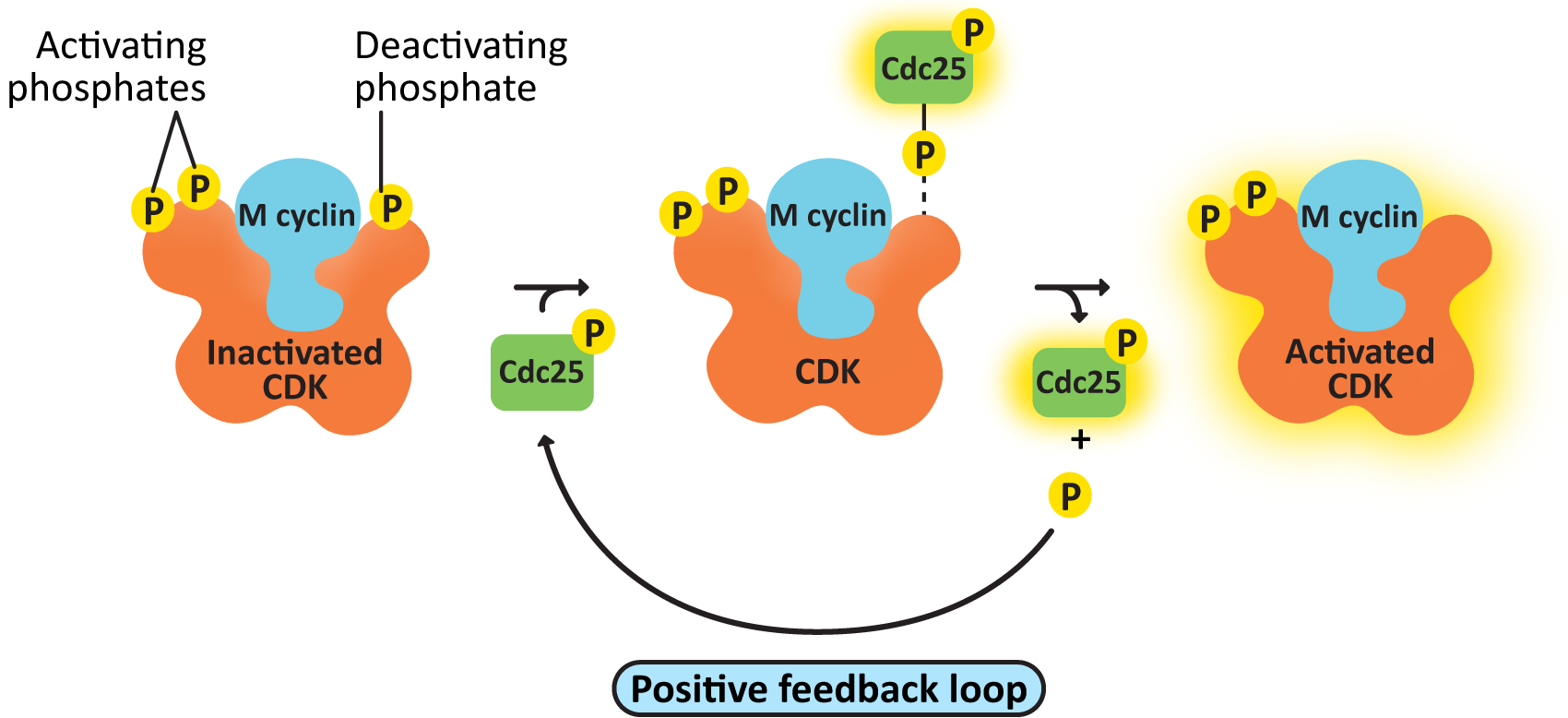 The positive feedback loop of Cdc25