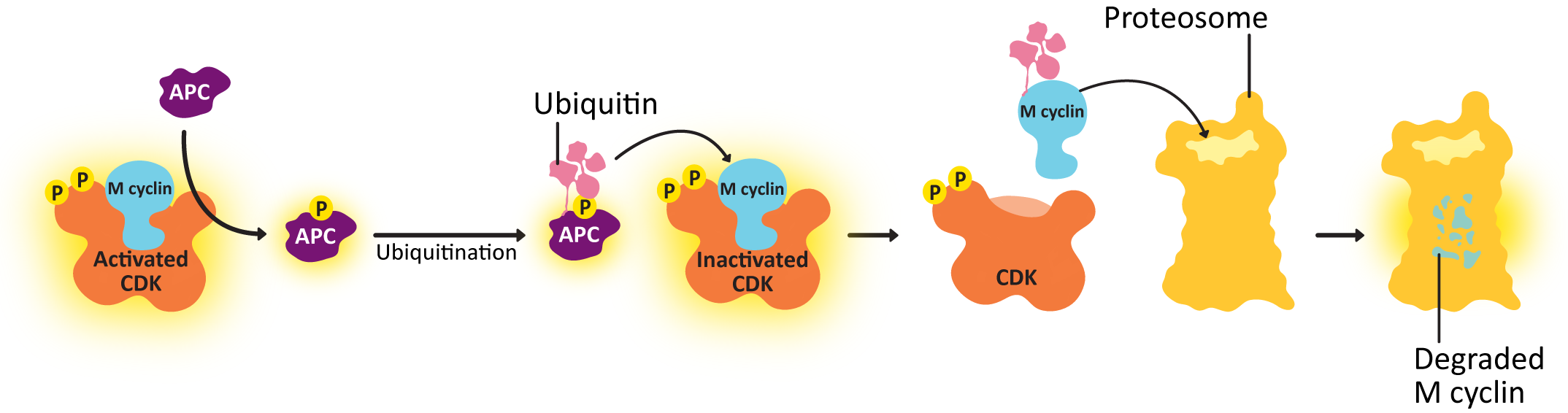 The ubiquitination and degradation of cyclin