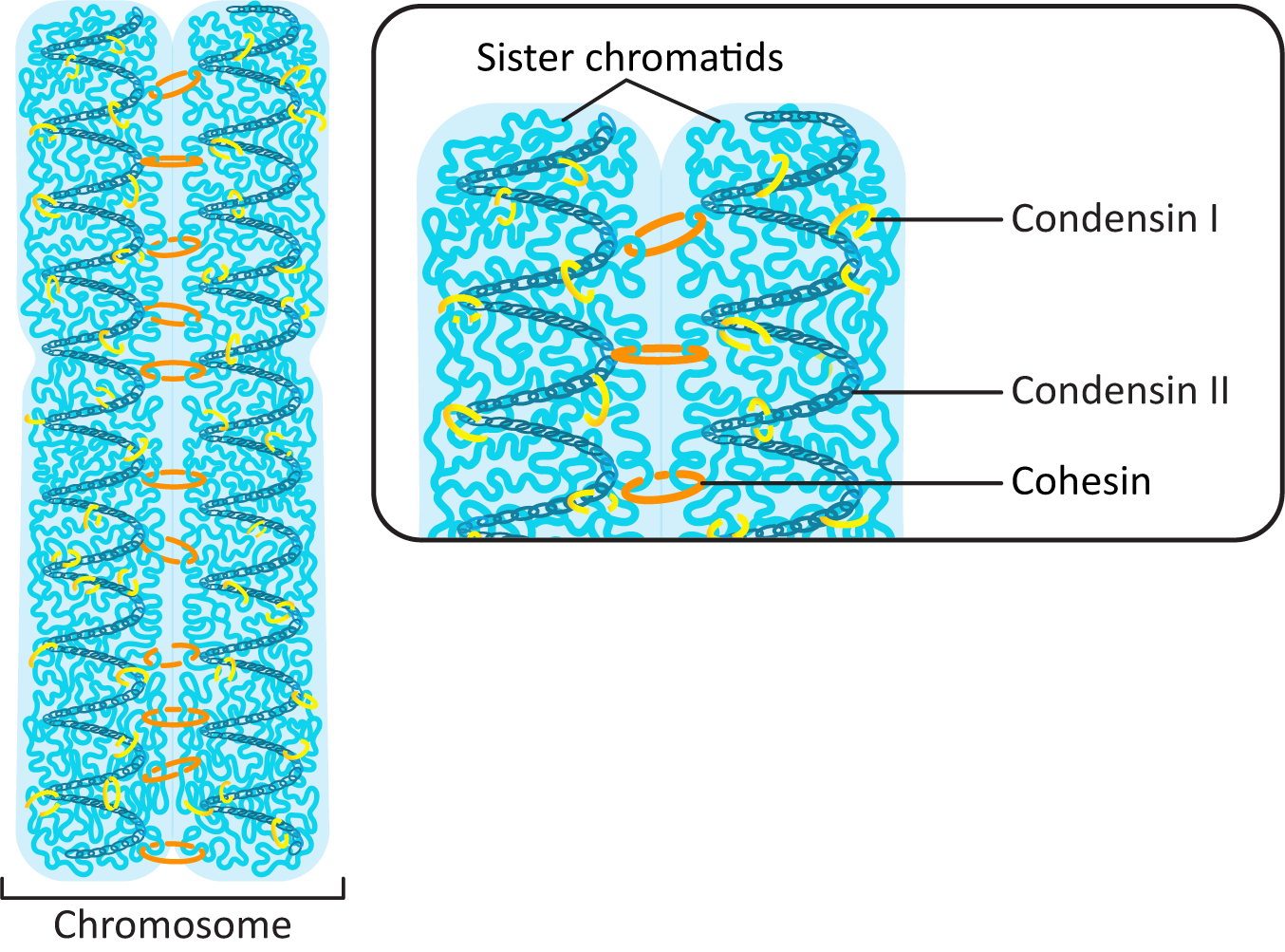 Labelled diagram of condensin I, Condensin II and cohesin on a sister chromatid
