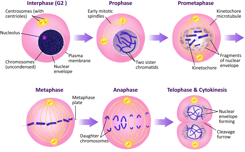 The Cell Cycle and Mitosis – Fundamentals of Cell Biology