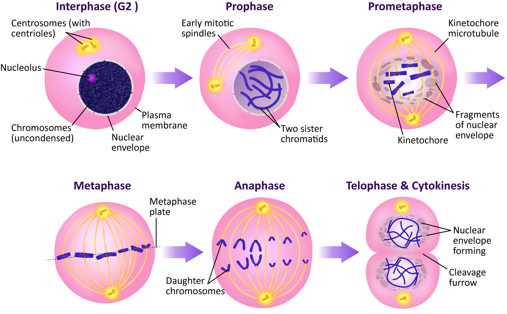Interphase (G2), Prophase, Prometaphase, Metaphase, Anaphase, Telophase & Cytokinesis