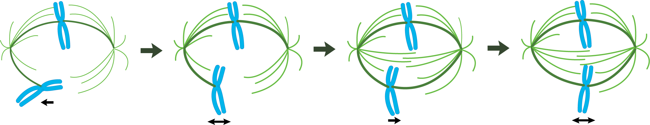 Microtubules forming the mitotic spindle