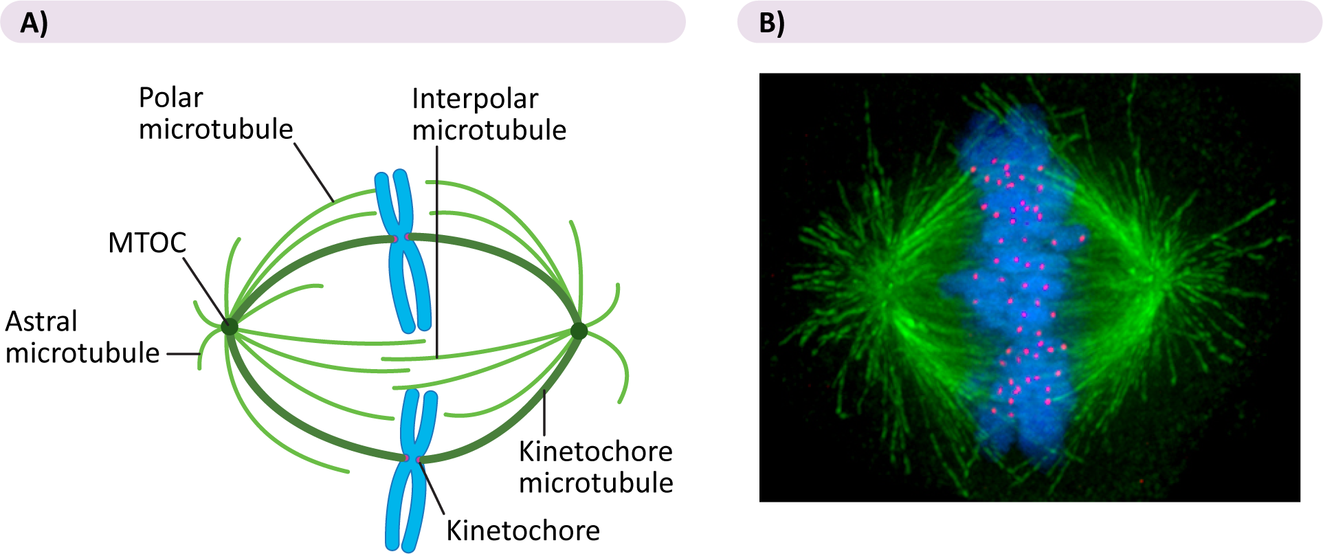 diagram and microscopy image of mitotic spindle formation