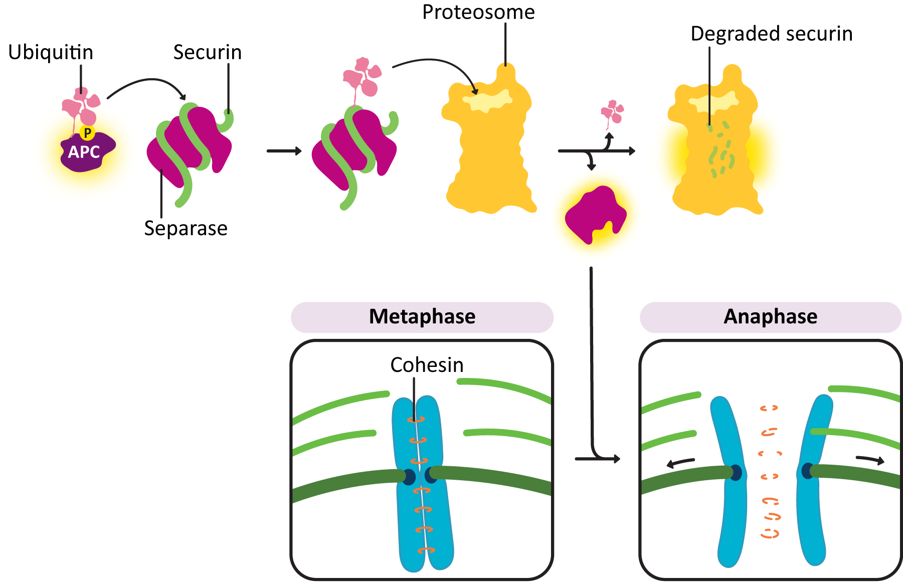 mechanism of anaphase promoting complex initiating anaphase