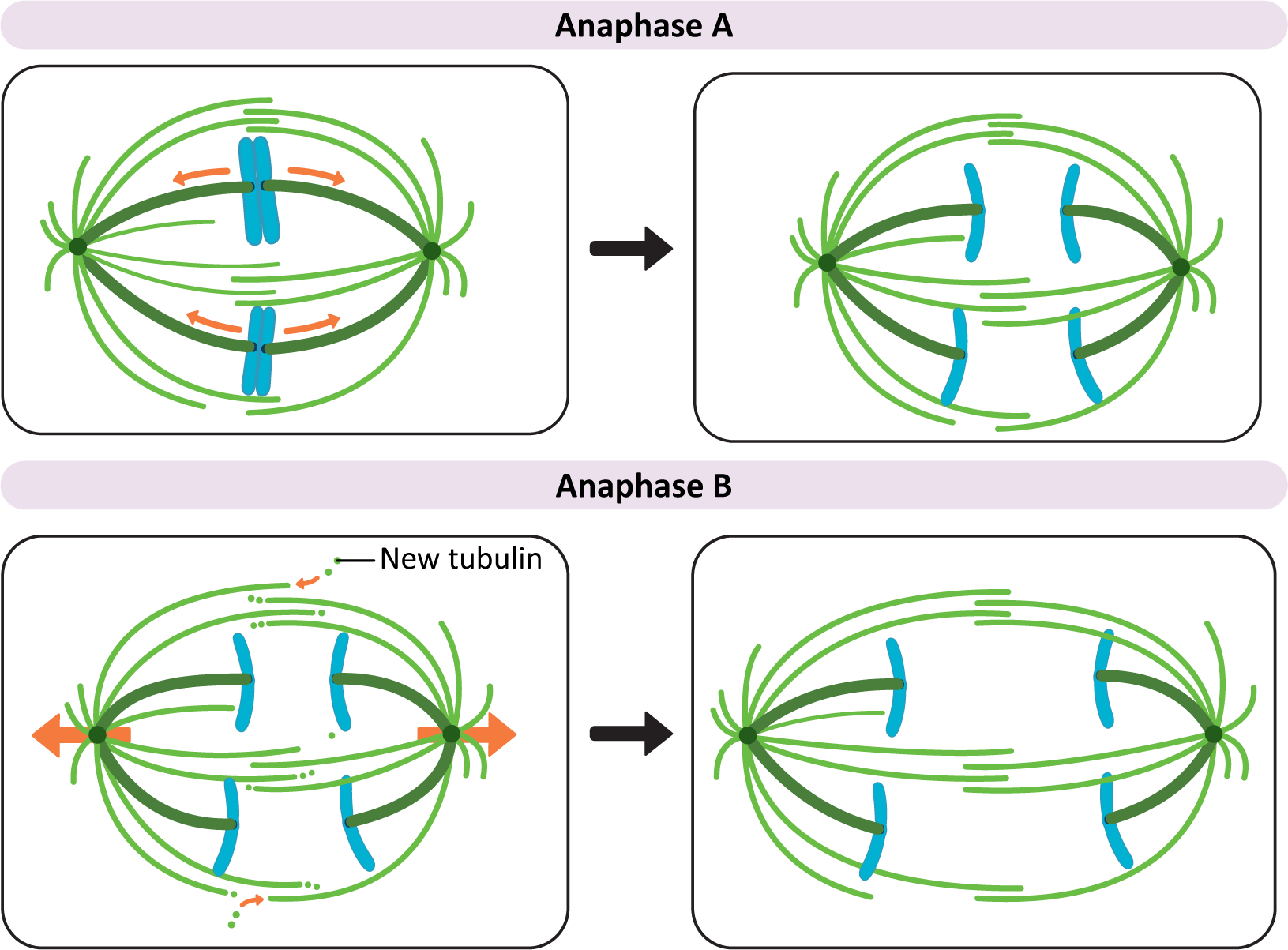 Diagram of anaphase A and B