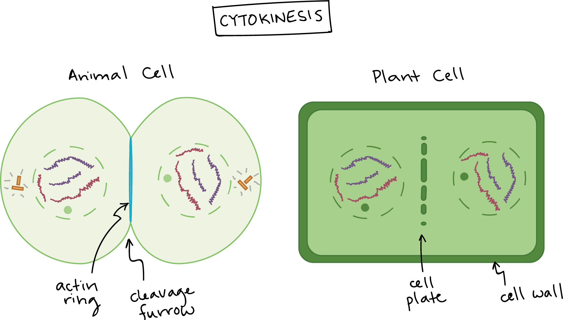 Cytokinesis in animal cells and plant cells.