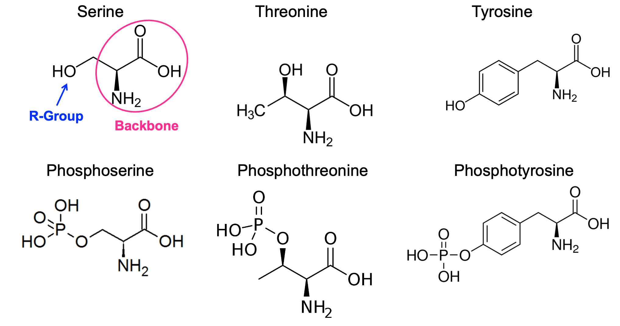 Chemical structures of unphosphorylated and phosphorylated amino acids.