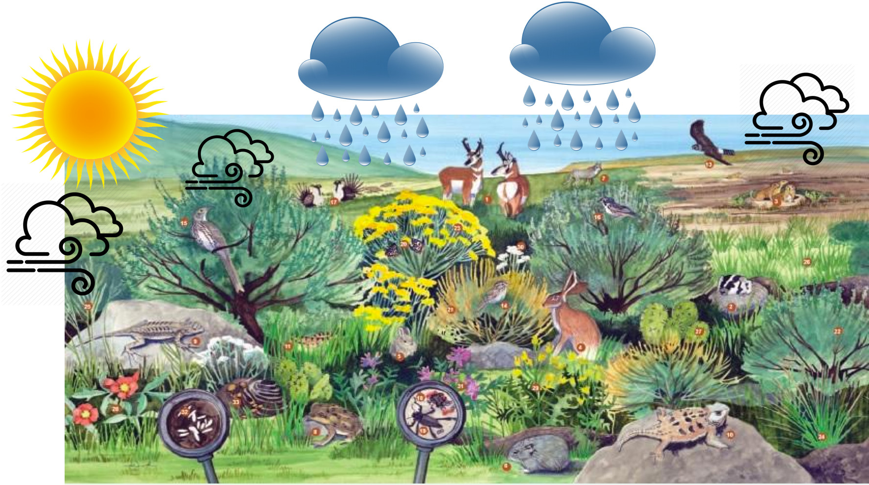 Community Ecology – Rangeland Ecosystems of the Western US