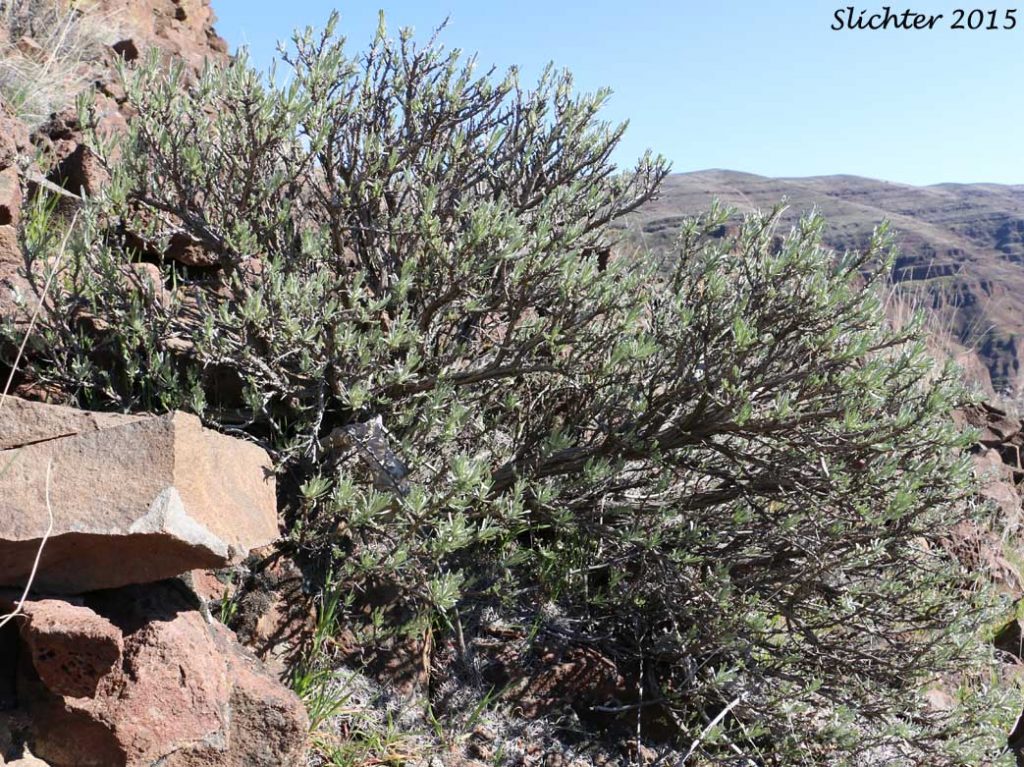 Sagebrush Ecosystems – Rangeland Ecosystems Of The Western US