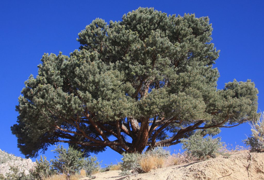 Pinyon-Juniper Woodland Ecosystems – Rangeland Ecosystems of the Western US