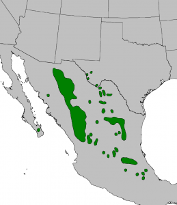 Pinyon-Juniper Woodland Ecosystems – Rangeland Ecosystems of the Western US