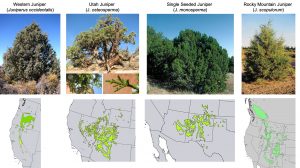 Pinyon-Juniper Woodland Ecosystems – Rangeland Ecosystems Of The Western US