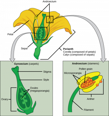 Cataloging, Classification, and Deliberate Hybridizations – History and ...