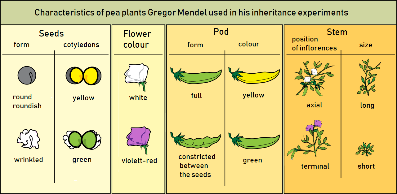The seven characteristics of pea plants selected by Gregor Mendel.