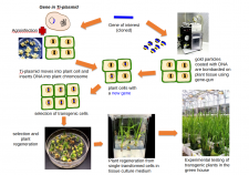 Genetically Engineered Crops – History and Science of Cultivated Plants