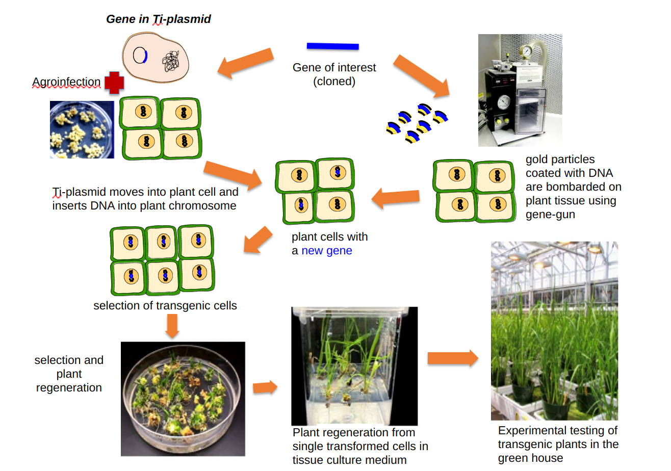 golden rice genetic engineering