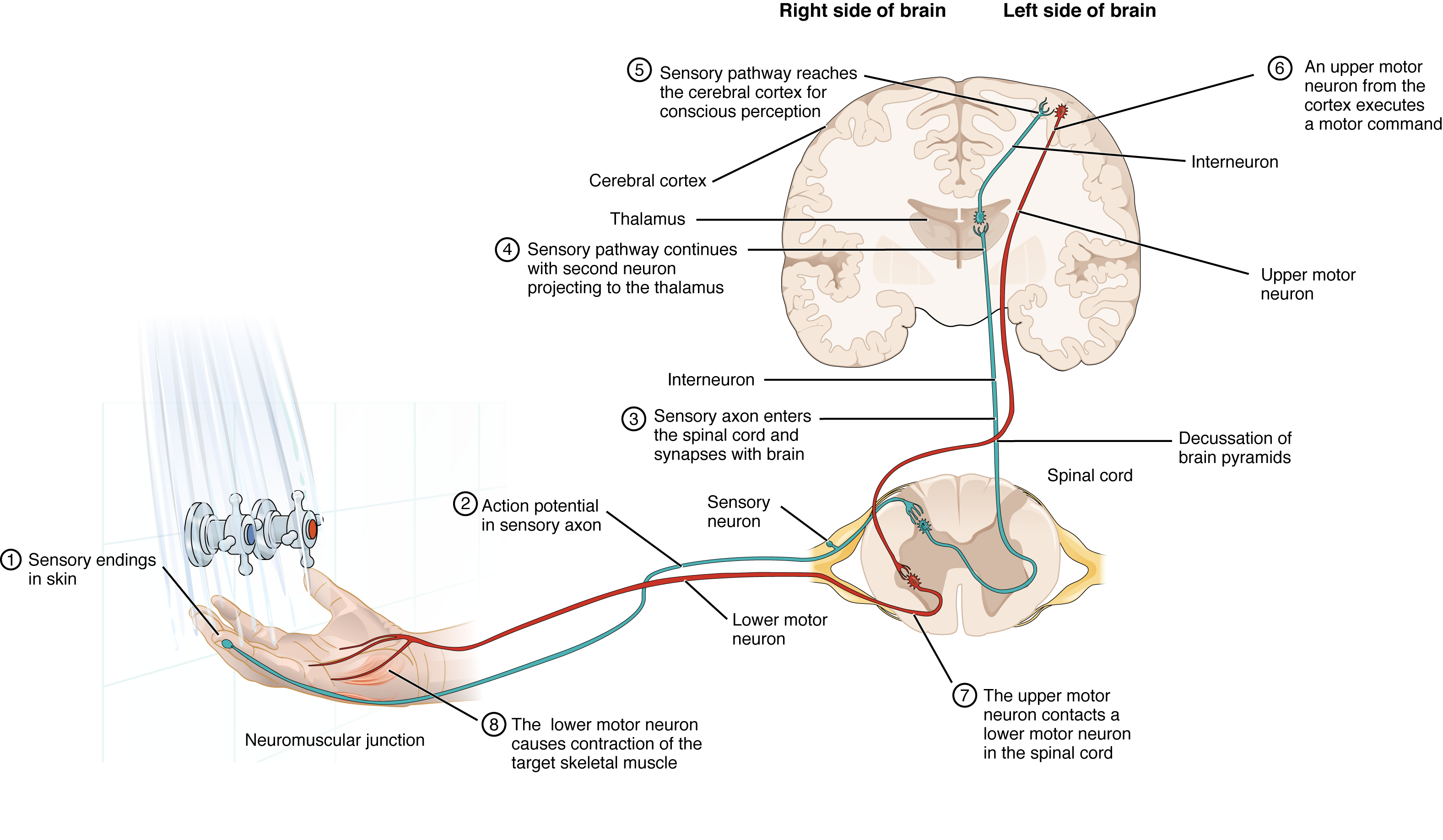 This diagram shows the complete pathway a nerve impulse takes when a person tests the temperature of shower water with their hand. First, a sensory nerve ending in the index finger sends a nerve impulse to the spinal cord. A cross section of one segment of the vertebrae is shown from a superior view. The sensory nerve connected to the nerve ending is located in the dorsal root ganglion. The nerve ending is a dendrite of the sensory neuron, as it also has an axon that synapses with an interneuron. The interneuron then synapses with a second interneuron in the thalamus. This second interneuron synapses with brain tissue in the cerebral cortex, allowing conscious perception of the water temperature. The brain then initiates a motor command by stimulating an upper motor neuron in the cerebral cortex. The axon of the upper motor neuron extends all the way to the spinal cord, where it synapses with a lower motor neuron in the gray matter of the spinal cord. The impulse then travels down the lower motor neuron back to the hand where it synapses with the skeletal muscles of the hand. This triggers the muscle contractions that turn the dials of the shower to adjust the water temperature.