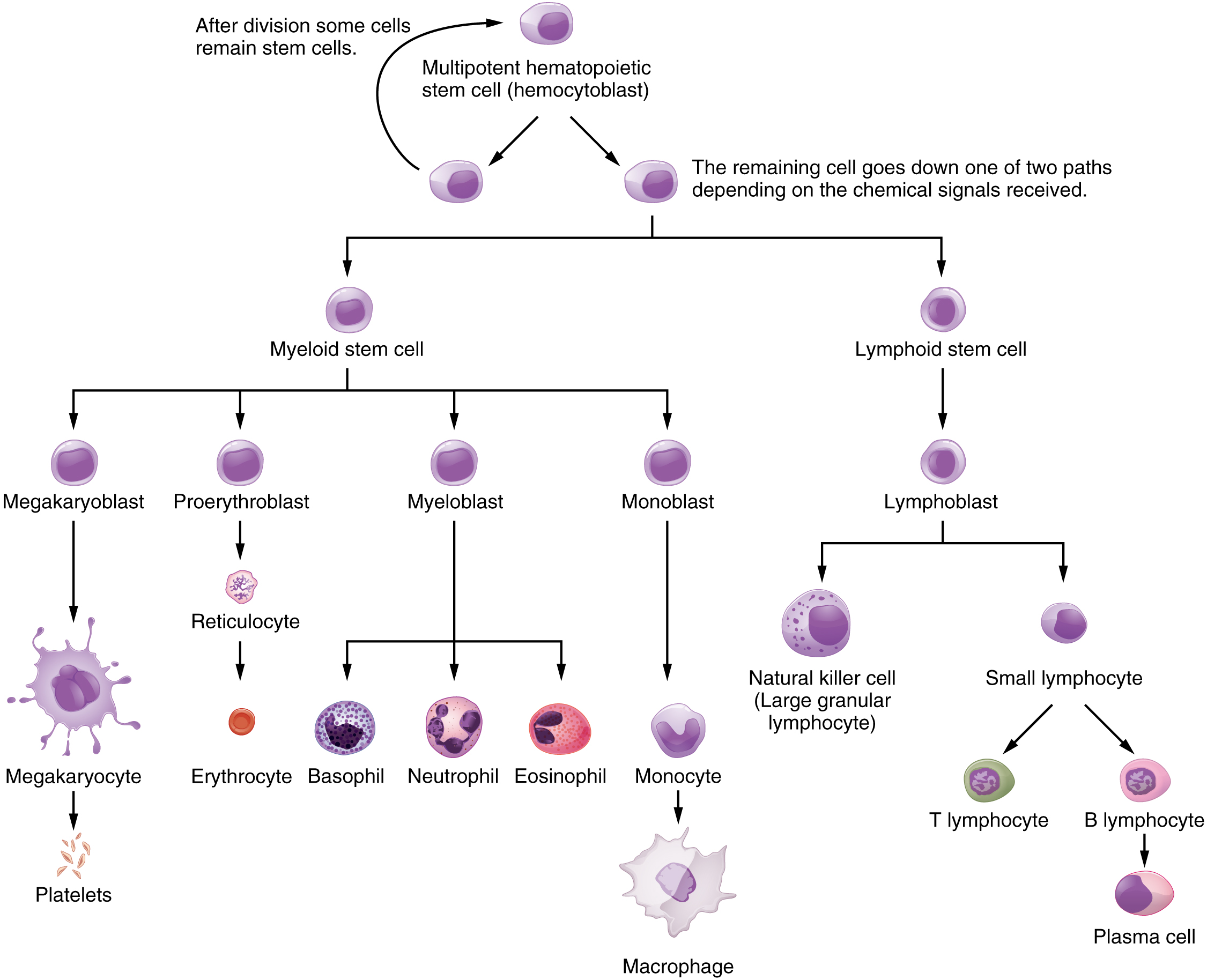 This flowchart shows the pathways in which a multipotent hemotopoietic stem cell differentiates into the different cell types found in blood.