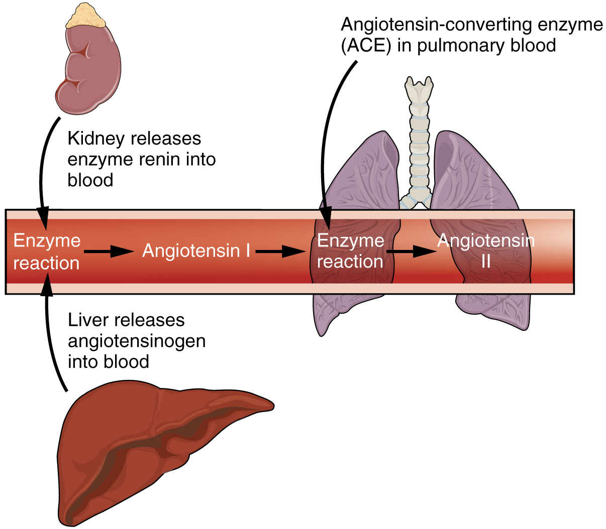 Illustration showing the kidney releasing renin into the blood, whcih converts angiotensinogen released from the live to angiotensin I, which travels to the lungs where angiotensin-converting enzyme in the pulmonary blood converts it to angiotensin II.