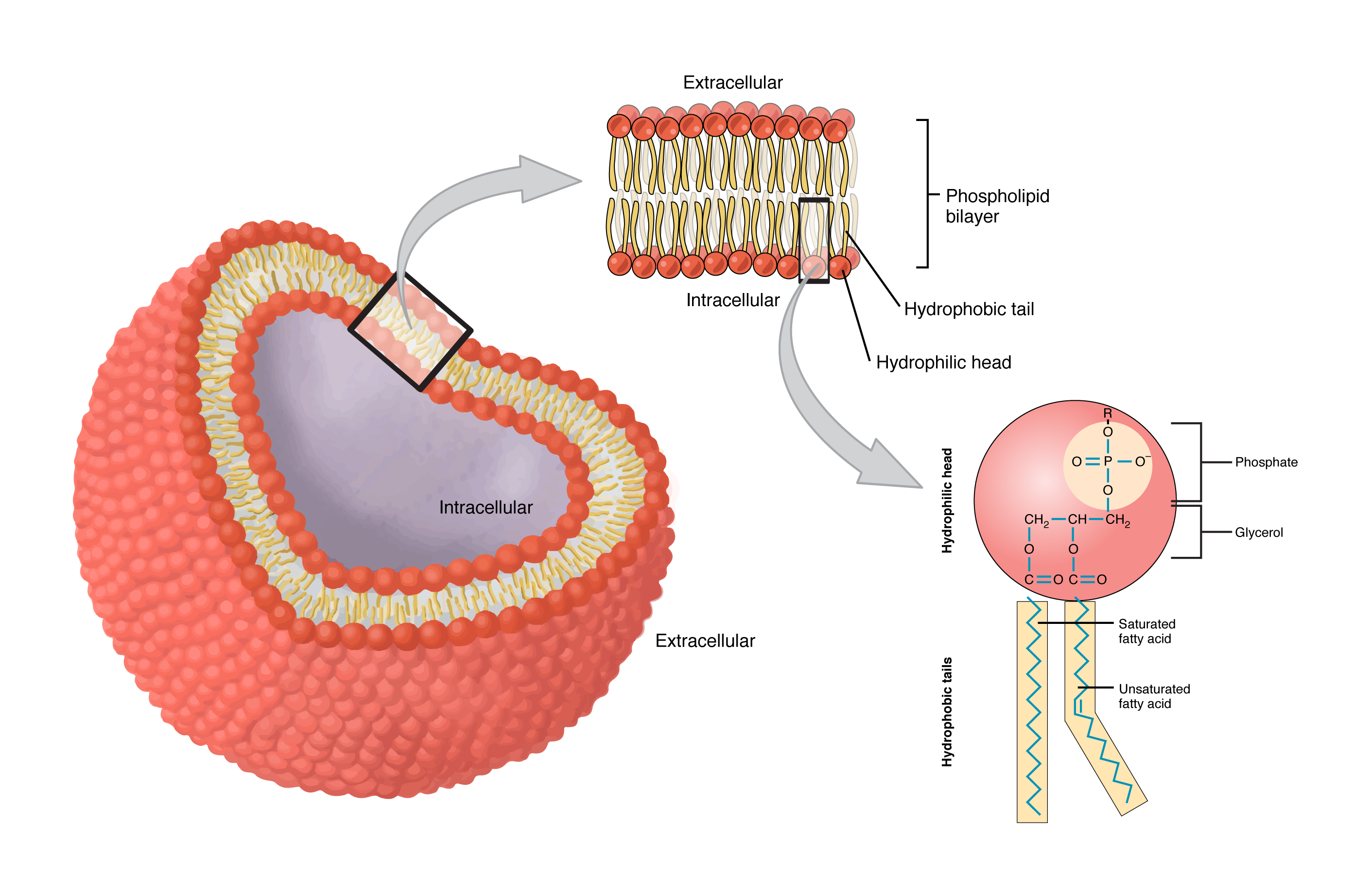 This diagram shows the structure of a phospholipid. The hydrophilic head group is shown as a pink sphere and the two tails are shown as yellow rectangles. This diagram shows a phospholipid bilayer. Two sets of phospholipids are arranged such that the hydrophobic tails are facing each other and the hydrophilic heads are facing the extracellular environment.
