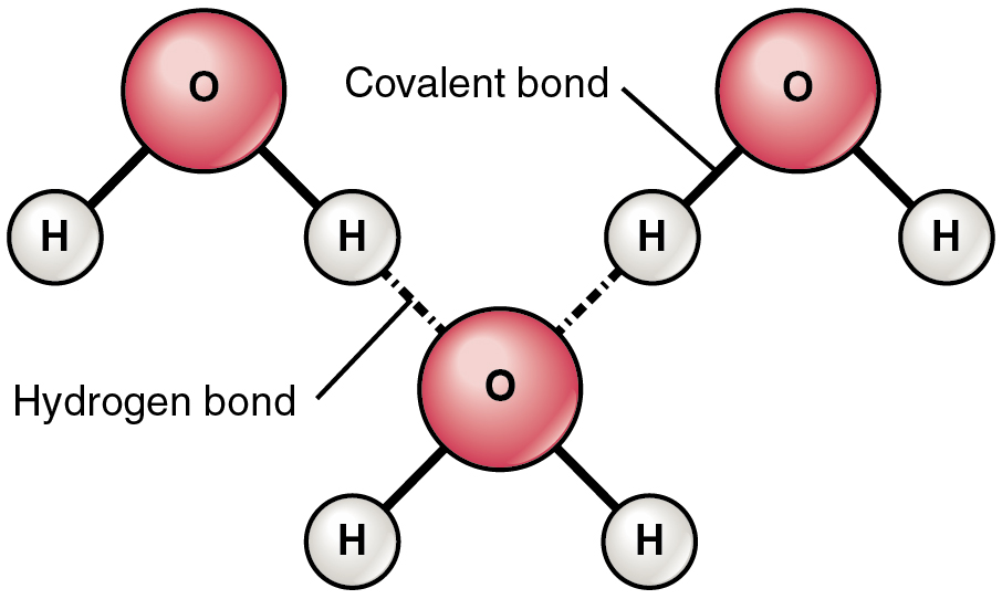 This figure shows the structure of a water molecule. The top panel shows two oxygen atoms and one hydrogen atom with electrons in orbit and the shared electrons. The middle panel shows a three-dimensional model of a water molecule and the bottom panel shows the structural formula for water.