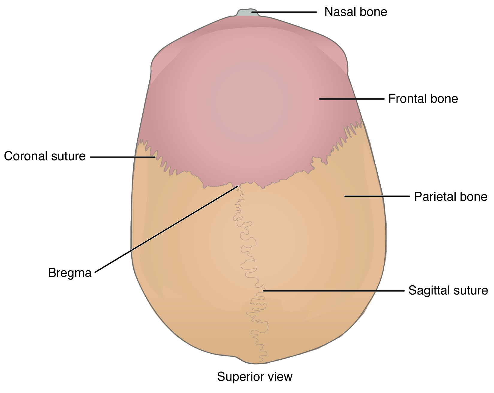 Illustration of the superior view of the skull, showing the nasal, frontal, and parietal bones; the sagittal and coronal sutures; and the bregma.