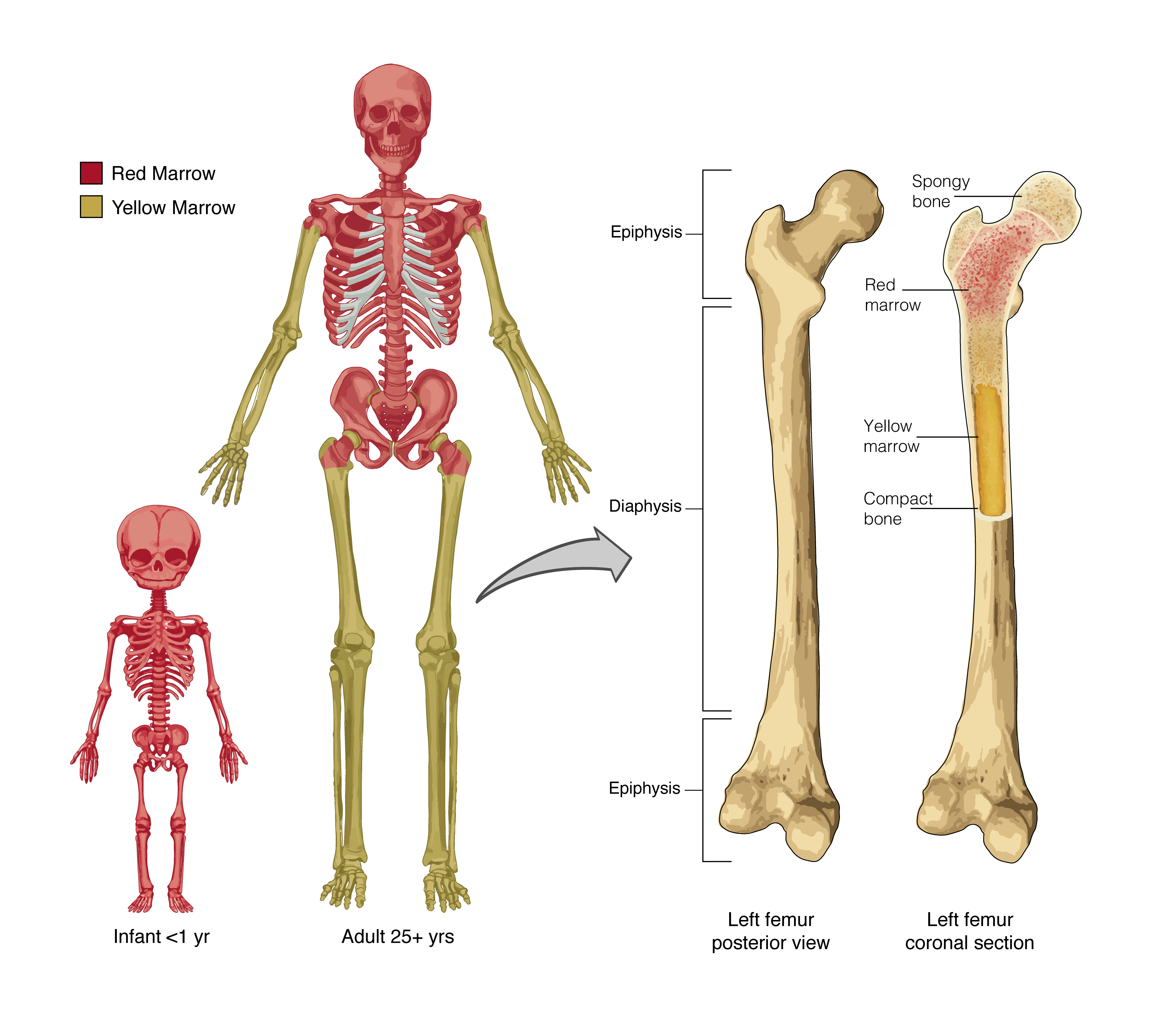 Illustration comparing the distribution of red and yellow bone marrow in an infant skeleton and an adult skeleton. The infant skeleton has red marrow throughout. The adult skeleton has red marrow in the axial skeleton and in the epiphyses of some long bones, and yellow marrow in other regions of limb long bones.