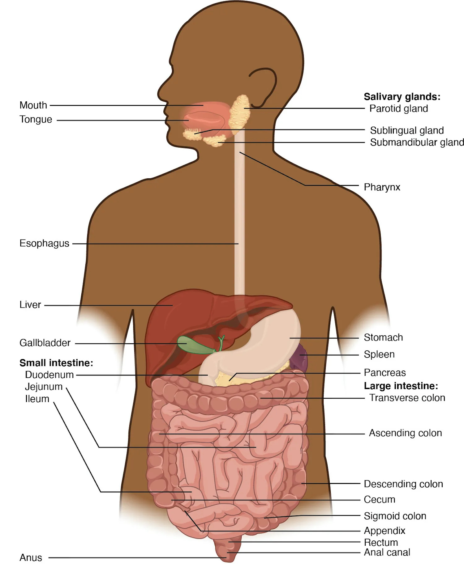 This diagrams shows the human digestive system and identifies the role of each organ in protein digestion. A text call-out next to each organ details the specific function.