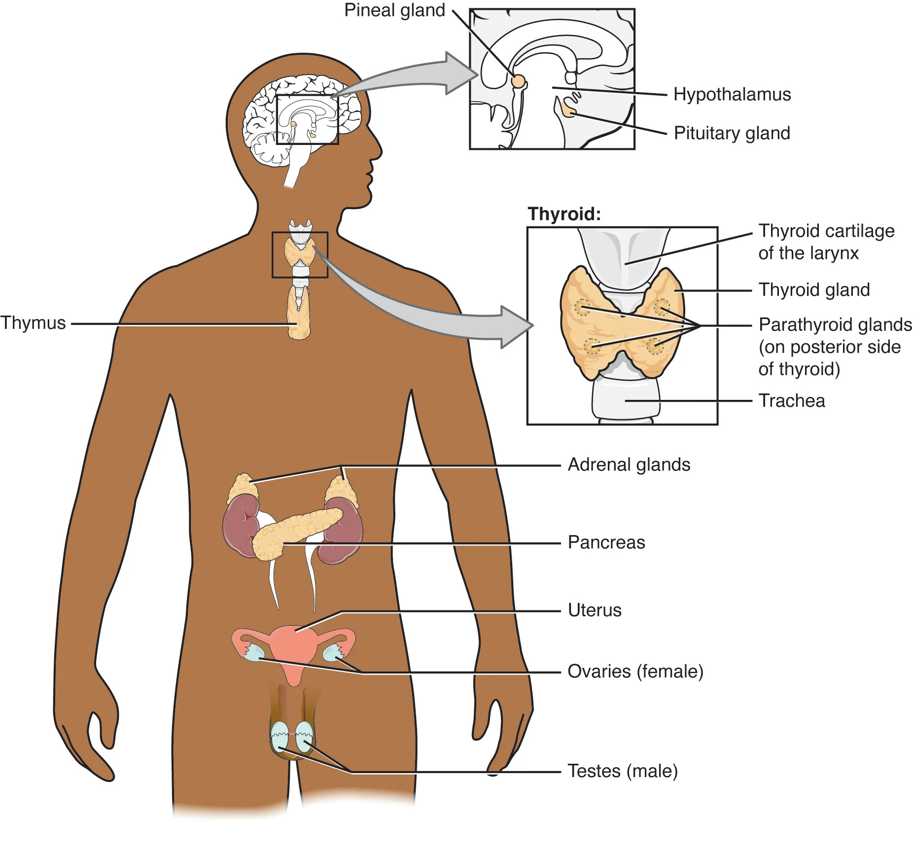 This diagram shows the endocrine glands and cells that are located throughout the body. The endocrine system organs include the pineal gland and pituitary gland in the brain. The pituitary is located on the anterior side of the thalamus while the pineal gland is located on the posterior side of the thalamus. The thyroid gland is a butterfly-shaped gland that wraps around the trachea within the neck. Four small, disc-shaped parathyroid glands are embedded into the posterior side of the thyroid. The adrenal glands are located on top of the kidneys. The pancreas is located at the center of the abdomen. In females, the two ovaries are connected to the uterus by two long, curved, tubes in the pelvic region. In males, the two testes are located in the scrotum below the penis.