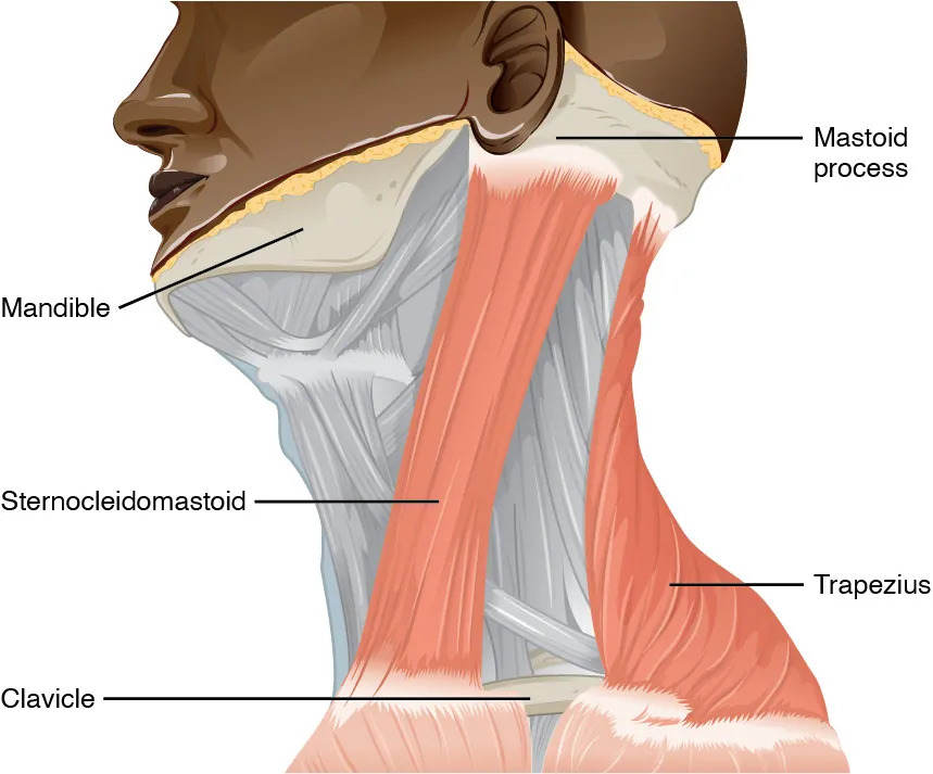 This figure shows the side view of a person’s neck with the different muscles labeled.