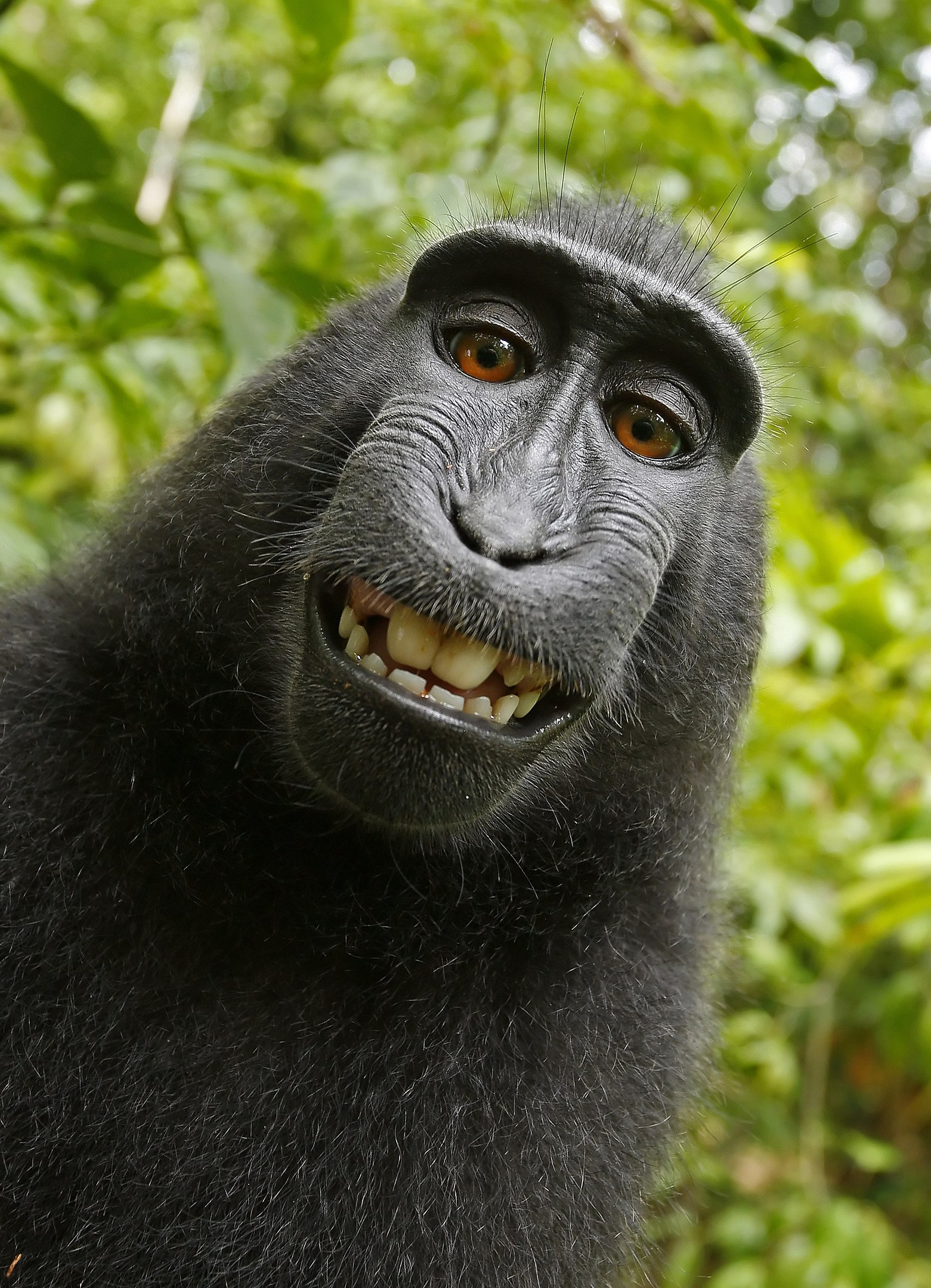 Self-portrait photograph of a Celebes crested macaque