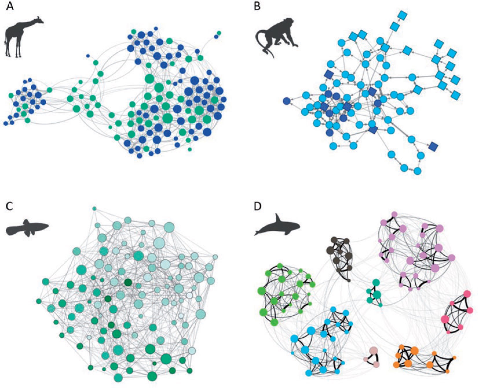 Four sequences of connected nodes depiciting networks of giraffes, rhesus macaques, Trinidadian guppies, and orcas