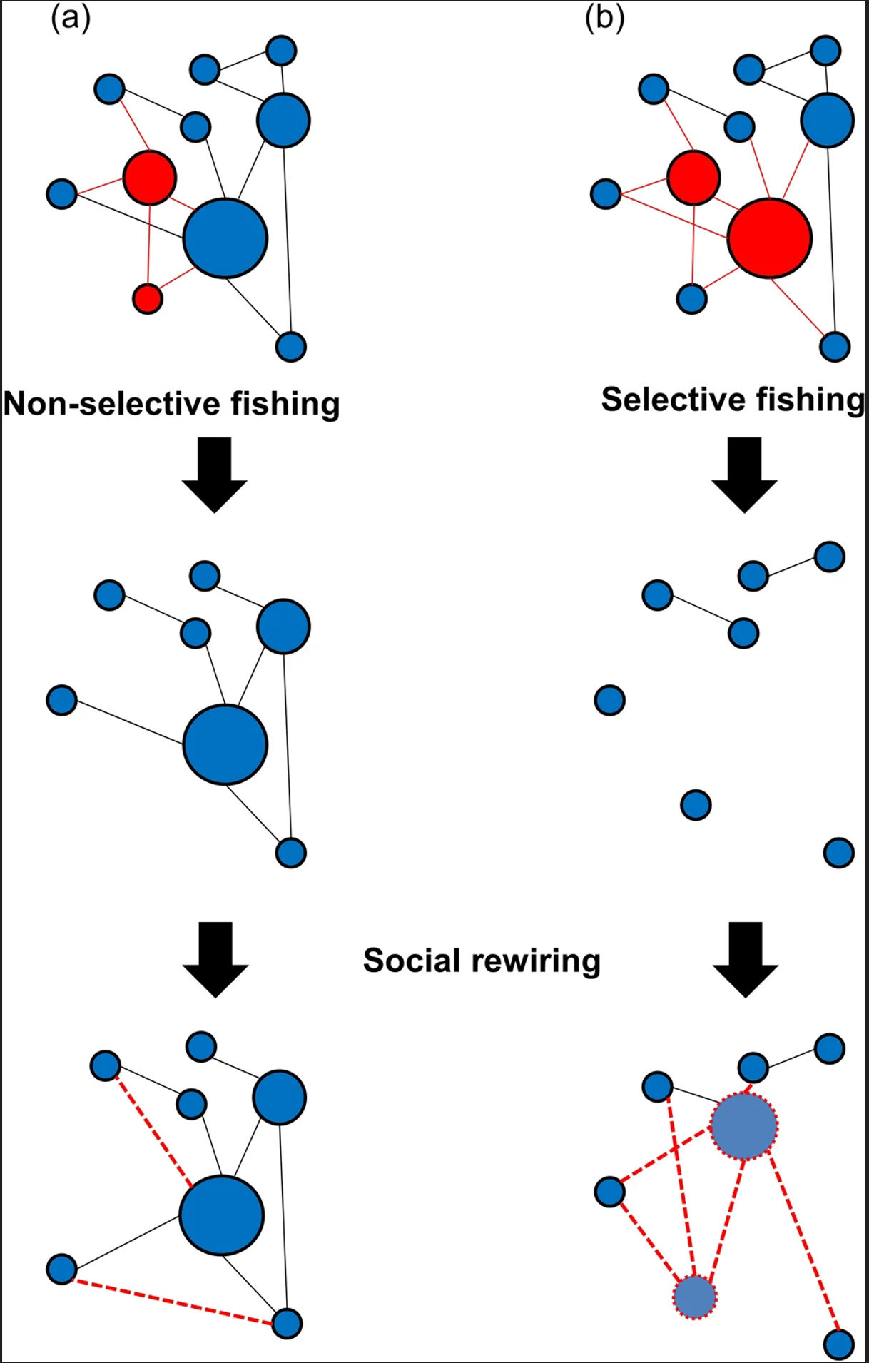 Three sequences of connected nodes depicting 'non-selective fishing,' 'selective fishing,' and 'social rewiring'