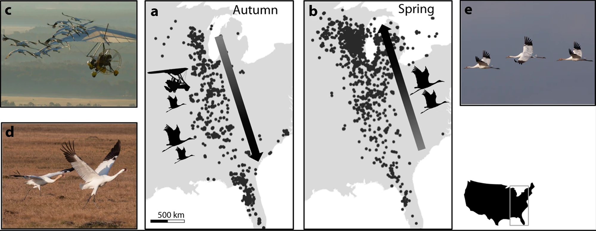 Series of photographs of whooping cranes, and figures depicting migration